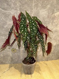 魔法棒秋海棠盆栽