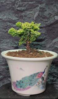 盆栽・禮物・日本石化檜・黃金油畫・精品樹形