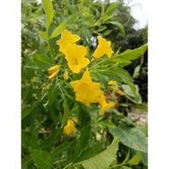 Pokok Dicoma bunga kuning