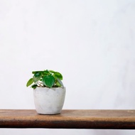 【室內盆栽】心願椒草 盆栽 植栽 幸運草 開幕送禮 升遷送禮