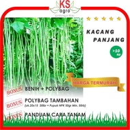 Bibit Kacang Panjang