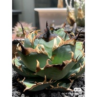 Agave Titanota  'Hades' 黑帝斯 /嚴龍/龍舌蘭