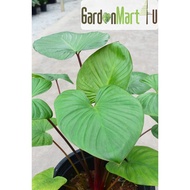 <GardenMart4U> Homalomena Rubescens Rare Live Plant Pokok Hidup 千年健属