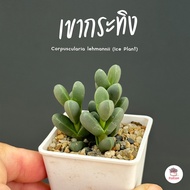 เขากระทิง Corpuscularia lehmannii (Ice Plant) ไม้อวบน้ำ กุหลาบหิน cactus&amp;succulentหลากหลายสายพันธุ์