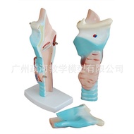 ,, Model Teaching Throat Anatomy Human Body, Magnifying Model Genuine Throat Anatomy Model Model WJC