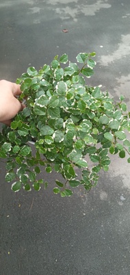 Ficus Pumila