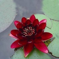 เมล็ดบัว สายพันธุ์ 100 เมล็ด ดอกสีแดง ดอกเล็ก พันธุ์แคระ จิ๋ว  ของแท้ 100% เมล็ดพันธุ์ Garden Seedsบัวดอกบัว ปลูกบัว เม็ดบัว สวนบัว บัวอ่าง Lotus Waterlily seeds
