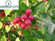 GNC - Anak pokok buah Fruit Trees asam renda/asam caranda/Carissa carandas