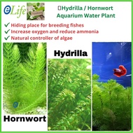 🌿 Hydrilla 蜈蚣草/ Hornwort 金鱼藻 Aquarium Water Plant Betta Guppy Shrimp Fish Tank decoration Live Plant