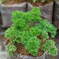 Tanaman Sayur Hidup Parsley / Peterseli