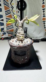 清位 塊根植物 溫莎瓶幹 連  佐藤恵一 X botanize盆 不是象牙宮 象牙玉