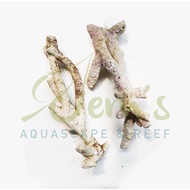 DR Coral Stone (Deadrock Branch Dead Rock/)