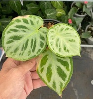 滿銀銅鑼燒花燭
