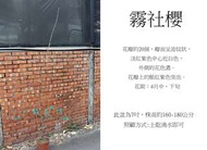 心栽花坊-霧社櫻花/7吋/櫻花/櫻花品種/觀花植物/綠籬植物/售價450特價360