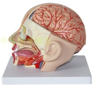 Human Head Anatomy Model Head Anatomy with Brain Model 4 Parts Human Head with Brain Artery Model