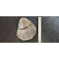 super big coral stone