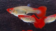 GUPPY ALBINO RED KOI SNAKESKIN ( HIGH GRADE)