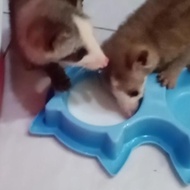 Musang Mozaik/Platinum Termurah