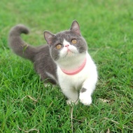 Kucing munchkin minuet pesek cebol betina
