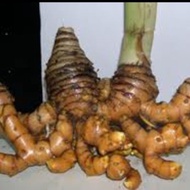 COD Promo fresh temulawak 1kg - fresh temulawak tubers (Organic Aqis)