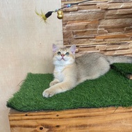 kucing british shorthair golden jantan 3,5 bulan nonped line import