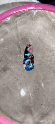Betta Fish Ikan Laga HMPK Koi Galaxy Candy (Female)