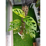 Monstera Adansonii Aurea Variegated [Live Indoor Plant]