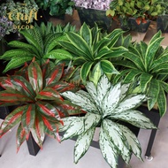 The Craft Decor Zebra | Dracaena | Sansevieria | Cordyline | Silver Queen Leaf Bush | Rumput Daun Hi