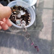 string of heart variegata