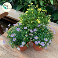 GPS Green Plant Society Asteraceae family Aster Blue 茼蒿花 / Golden Dyssodia 金玉菊/ Euryops Pectinatus 金