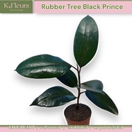 GBO Katrina: Rubber Tree Black Prince | Ficus Elastica | LIVE PLANT ORNAMENTAL