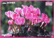 ~ 郵雅 ~阪急電鐵仙克萊花(又名:兔子花、一品冠) 舊車卡