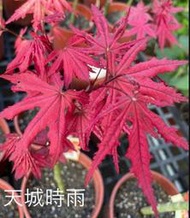 花花世界-楓葉-楓樹苗-日本楓樹*天城時雨*5吋盆/高20-30 cm/ 色彩豐富 /MA