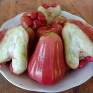 Bibit jambu air kusuma merah - bibit buah jambu kusuma merah - bibit jambu merah tambulampot
