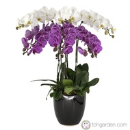 Phalaenopsis Two Tier Arrangement (6 in 1)
