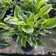 AZ-HOSTA PLANTAGINEA