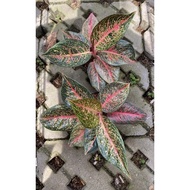 Tiara - Tanaman Hias Aglonema / Aglaonema