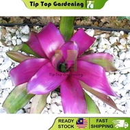 REAL LIVE PLANT BROMELIAD NEOREGELIA VOODOO DOLL WITH PLASTIC FLOWER POT GARDENING PLANTS POKOK HIDUP