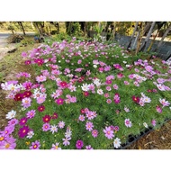 Cosmos Seeds 1 000 (Mixed Seeds)