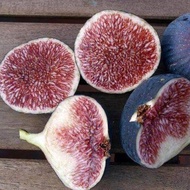 Figs ต้นมะเดื่อฝรั่ง พันธุ์ Dauphine (ดอร์ฟิน) อร่อย หวาน หอมมากๆ ต้นสมบูรณ์มาก รากแน่นๆ จัดส่งพร้อม