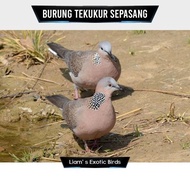 Burung Tekukur Pilihan Sepasang