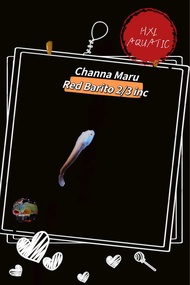 印尼红梅花斑雷龙Channa Maru red barito 2 INC++