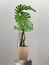 室內植物老樁龜背竹