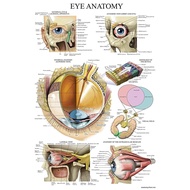 Laminated Eye Anatomical Poster Human Eye Anatomy Chart