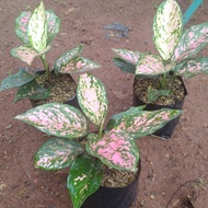 tanaman hias aglonema ruby pohon hias aglaonema ruby