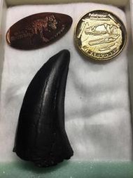 暴龍 牙齒化石(複製品)、紀念幣、紀念銅幣 日本福井恐龍博物館購回(非賣品)