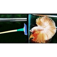 READY STOCK ！Flare Mirror / Flare Mirror Stick / Betta Training Mirror / Mirror For Betta Training/ 