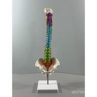 Human Body Skeleton Teaching Skeleton Human Body Small Skeleton Spine Color Model Adult Model Skelet