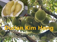 Berjaya Plant Nursery - Pokok Durian Kimhong D198/Pokok Jin Fen金凤榴莲树苗(Pokok Buah Hidup/Buah-buahan/Real Live Fruit Tree)