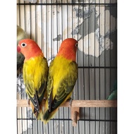 Lovebird Biola Ewing Gold